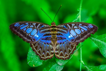 Closeup   beautiful butterfly sitting on flower
