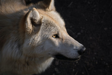 El gran lobo del ártico