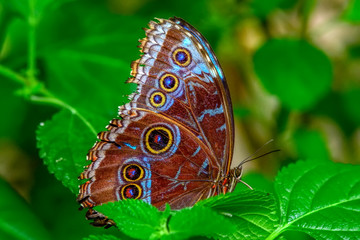 Obraz na płótnie Canvas Closeup beautiful butterfly sitting on flower