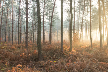 Obraz premium Krajobraz lasu jesienią