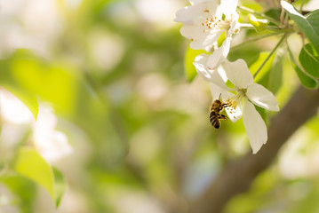 Honey bee is collecting pollen on a beautiful blossoming apple tree against blurred background