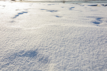 Awakening of nature in early spring