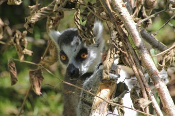 lemur