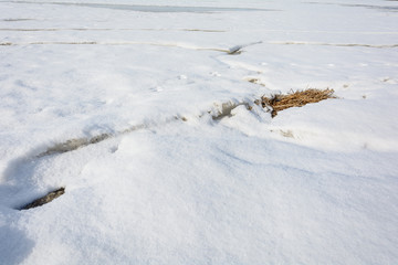 Awakening of nature in early spring