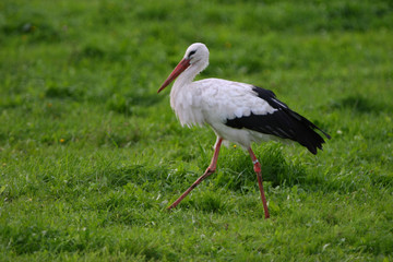 White Stork striding on a Beautiful green meadow