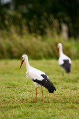 Two White Storks Hunting during golden hour