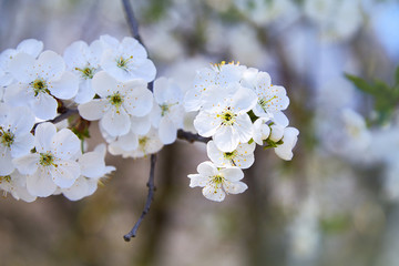 Obraz premium Flowering fruit tree on a spring day