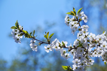 Flowering fruit tree on a spring day