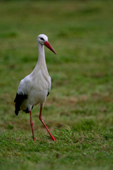 White Stork striding within green grassland