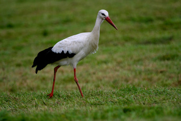 White Stork hunting within green grassland