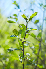 Branch of Alnus glutinosa, the common alder, black alder in spring.
