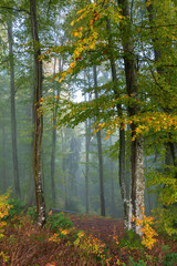 blue foggy morning in autumn forest. beautiful nature scenery. mix of yellow and green foliage on trees