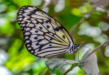 Closeup   beautiful butterfly sitting on flower