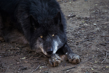 Lobo ártico negro