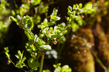A shrub of European blueberry (Vaccinium uliginosum)  in bloom in the forest in May. Bushes with Green unripe blueberry in early spring. Wild Young blueberry in blooming. 