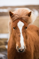 Naklejka premium Islandpferd