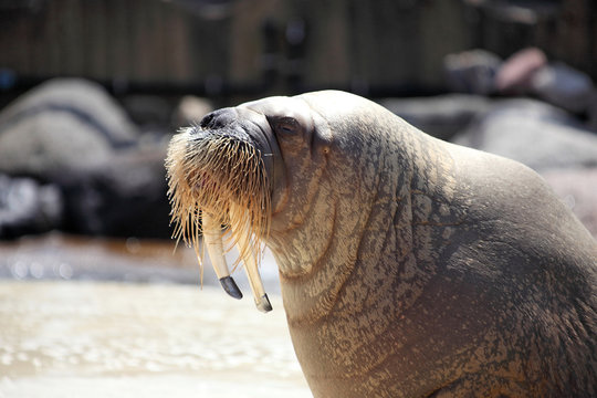Lion des mers