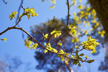 Branch with young green oak leaves in spring towards sunlight. The oak leaves in may. Oak tree crown with spring green foliage