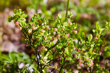 Fototapeta na wymiar A shrub of European blueberry (Vaccinium uliginosum) in bloom in the forest in May. Bushes with Green unripe blueberry in early spring. Wild Young blueberry in blooming. 
