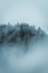 Foggy trees of the Pacific Northwest