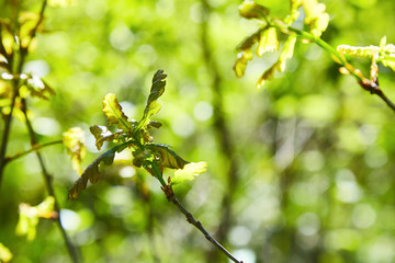 Branch with young oak leaves in the forest
