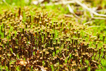 Polytrichum juniperinum, commonly known as juniper haircap or juniper polytrichum moss. Capsules of hair cap moss, producing spores 