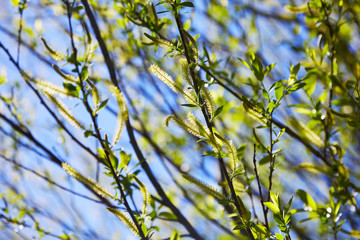 Willow flower of an Almond willow (Salix triandra). Willow branches blooming on blue sky background