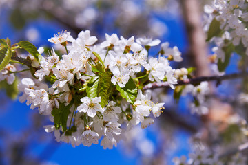 Flowering fruit tree on a spring day
