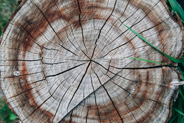 Old natural pattern of a tree stump. Beautiful wooden texture background.