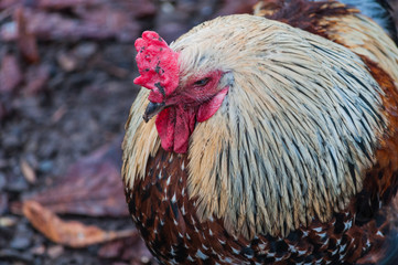 gallo