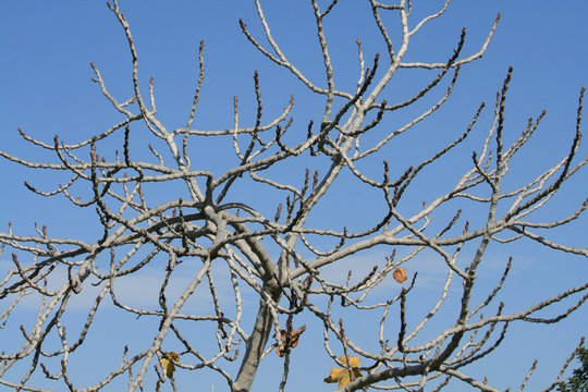 Leafless fig tree branches