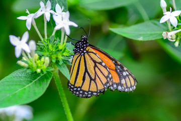 Closeup   beautiful butterfly sitting on flower