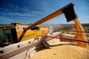 Corn Harvest