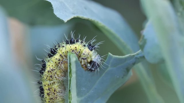 Raupe, Gro&szlig;er Kohlwei&szlig;ling, Pieris brassicae, frisst ein Blatt, mehrere Szenen