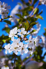 Flowering fruit tree on a spring day