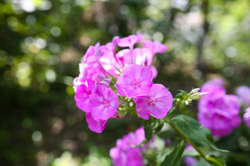 Purple flower in the garden. Rustic style background in the village.