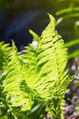 Sunny fern leaves. Green foliage, natural floral fern