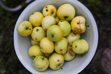 Small green apples from the garden. Homegrown papirovka cold-resistant early-ripening cultivar. Healthy vegetarian ecological food. Eco friendly diet.