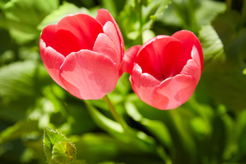 Group of colorful tulips lit by sunlight. Soft selective focus, tulips close up, toning. Bright colorful tulip photo background