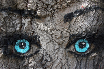 Sight / Blue eyes look at the tree