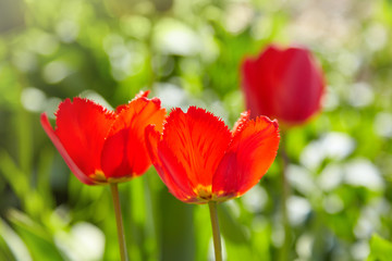 Fototapeta premium Group of colorful tulips lit by sunlight. Soft selective focus, tulips close up, toning. Bright colorful tulip photo background