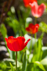 Group of colorful tulips lit by sunlight. Soft selective focus, tulips close up, toning. Bright colorful tulip photo background