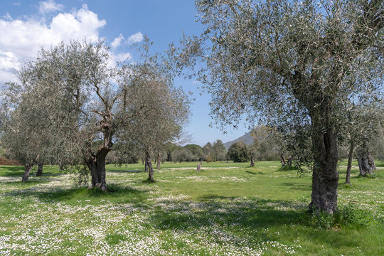 Springtime in olive garden