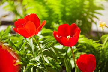 Obraz premium Group of colorful tulips lit by sunlight. Soft selective focus, tulips close up, toning. Bright colorful tulip photo background