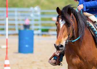Western horse in close-up on a tournament in a trail and flagrace..
