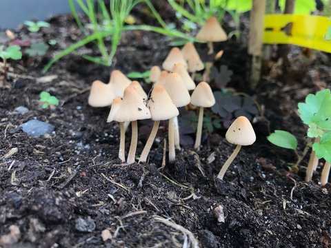 kleine Pilze