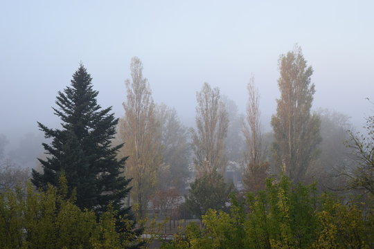 Brouillard © meloe