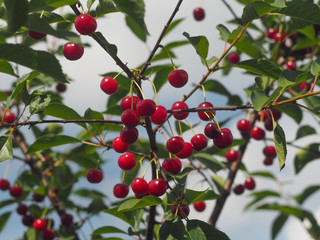 red berries on branch
