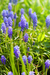 Muscari. Blue spring flower, Grape Hyacinth, Muscari racemosum. Selective focus. 