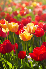 Obraz premium Grupa kolorowe tulipany oświetlone światłem słonecznym. Miękkie selektywne focus, tulipany z bliska, tonowanie. Tło jasny kolorowy tulipan zdjęcie